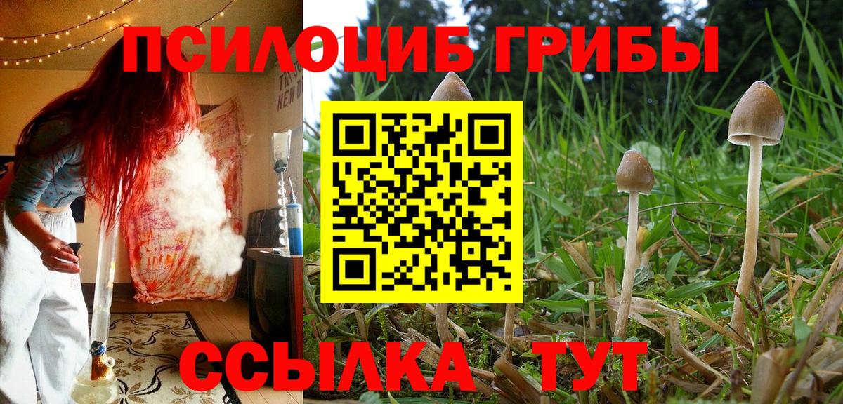 Ипатово  Псилоцибиновые грибы Psilocybe  Вход с VPN 